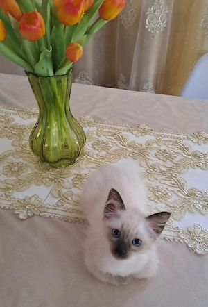 Reinrassige Siam-Kitten zu verkaufen