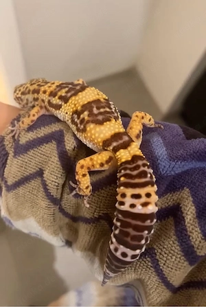 Leopardgecko Hamburg 