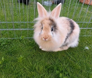Zwergkaninchen Löwenköpfchen Kaninchen 