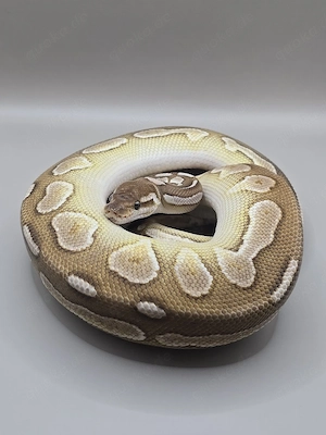 Königspython 1.0 Cinnamon Lesser het ultramel 
