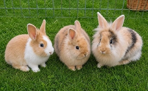 Zwergkaninchen Löwenköpfchen Kaninchen 