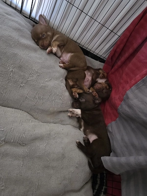 Chihuahua Welpen