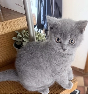 Reinrassige BKH Kitten (1 Kitten reserviert)