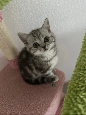 Britisch kurzhaar kitten zuhausen gesucht