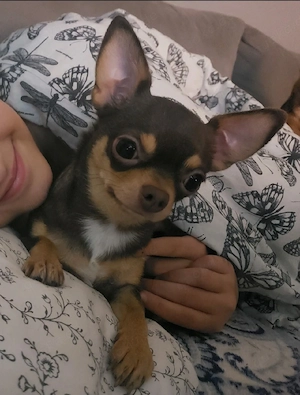 Chihuahua Hündin abzugeben!