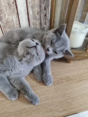 BKH kitten mit Stammbaum. 