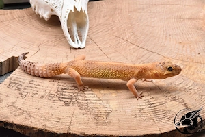 Versand möglich  2 Leopardgecko Damen