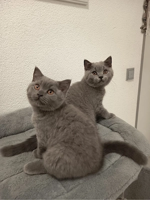 BKH Katzenbabys, Kitten zu verkaufen