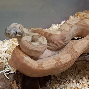 Boa constrictor Imperator Dnz2022 2025 Berrys