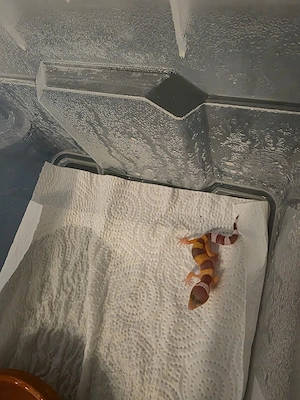 Leopardgecko 0.0.1