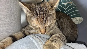 drinend eine katze lola abzugeben