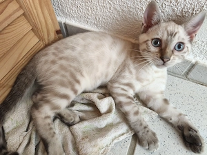 Bildhübsche, junge, reinrassige Bengal-Kitten 