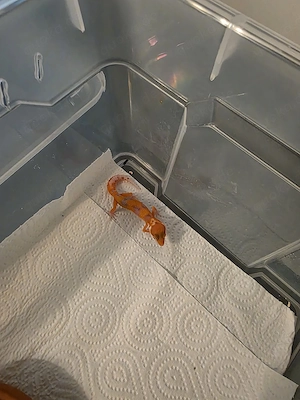 Leopardgecko 0.0.1