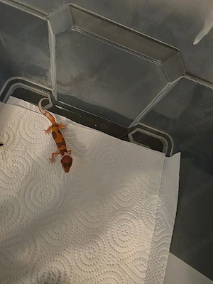 Leopardgecko 0.0.1