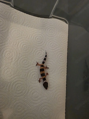 Leopardgecko 0.0.1