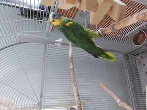 Blaustiernamazonen , 11 Jahre abzugeben