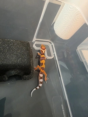 Leopardgecko 0.0.1