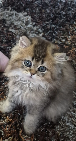 Perser Chinchilla-Babykätzchen T:0174 9810317 WhatsApp 