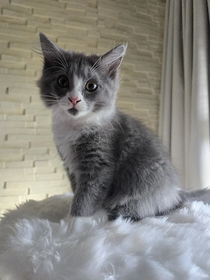 Absofort Abgabe, Wünderschöne Maine Coon -Türkisch Angora Mix Kitten