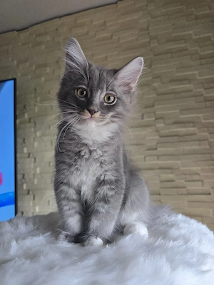 Absofort Abgabe, Wünderschöne Maine Coon -Türkisch Angora Mix Kitten Bild 2