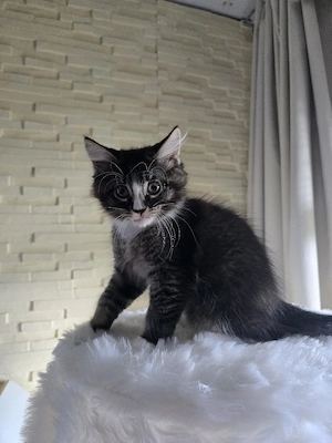 letzter wunderschöner Maine coon  Türkisch Angora Kater 