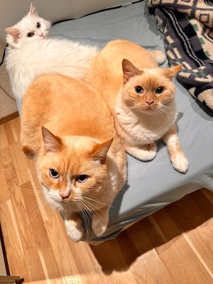 Katzen zum verkaufen 
