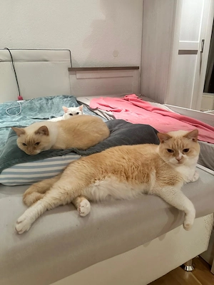 2 bkh katzen kastriert ein m ein w 