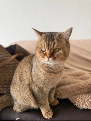    Wunderschöner Britisch Kurzhaar Kater (2 Jahre)   liebevolles Zuhause gesucht   