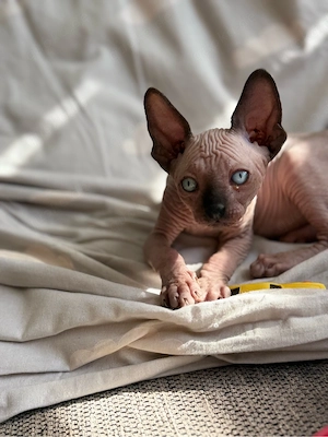 Sphynx-Kater Freddy sucht ein liebevolles Zuhause