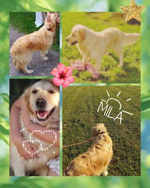 Prächtige reinrassige Golden Retriever Hündin mit Papieren 