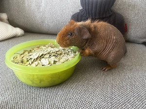 Meerschweinchen Skinny Pig Kastrat - 6 Monate alt