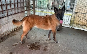 Malinois-Fans aufgepasst, hier kommt Maurice!