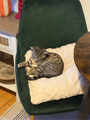 Liebevolles Katzenmädchen 4 Monate + Zubehör zu verschenken
