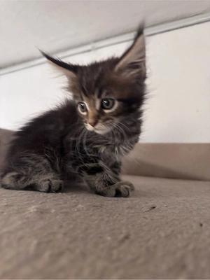 Maine Coon Reinrassig suchen neues zuhause! Bild 3