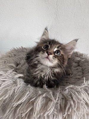 Maine Coon Reinrassig suchen neues zuhause! Bild 18