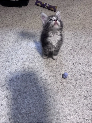 Maine Coon Reinrassig suchen neues zuhause! Bild 20
