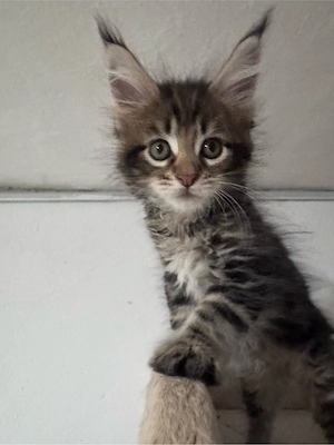 Maine Coon Reinrassig suchen neues zuhause! Bild 7
