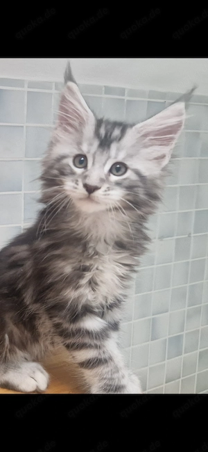 XXL Maine Coon Kitten