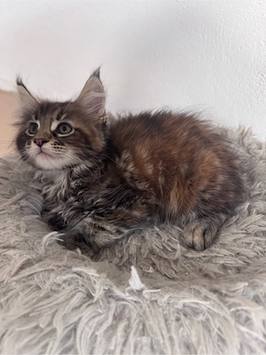Maine Coon Reinrassig suchen neues zuhause! Bild 10