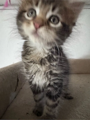 Maine Coon Reinrassig suchen neues zuhause! Bild 15