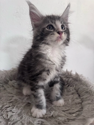 Maine Coon Reinrassig suchen neues zuhause! Bild 5
