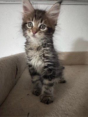 Maine Coon Reinrassig suchen neues zuhause! Bild 19