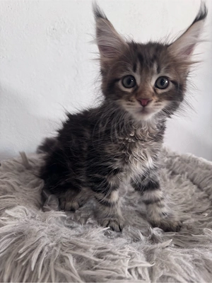 Maine Coon Reinrassig suchen neues zuhause! Bild 8