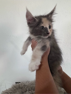 Maine Coon Reinrassig suchen neues zuhause! Bild 2