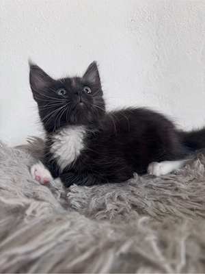 Maine Coon Reinrassig suchen neues zuhause! Bild 12