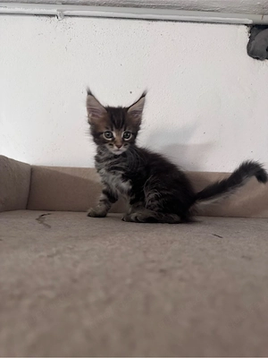 Maine Coon Reinrassig suchen neues zuhause! Bild 17