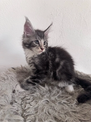 Maine Coon Reinrassig suchen neues zuhause! Bild 14