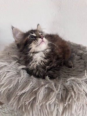 Maine Coon Reinrassig suchen neues zuhause! Bild 13