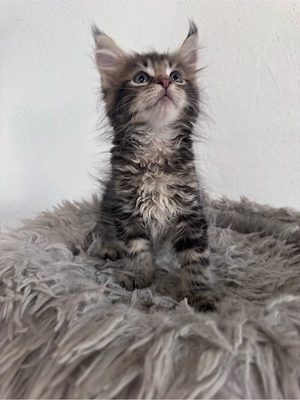 Maine Coon Reinrassig suchen neues zuhause! Bild 4