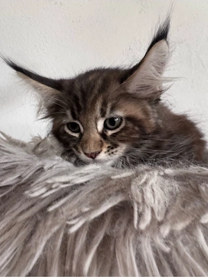 Maine Coon Reinrassig suchen neues zuhause! Bild 9